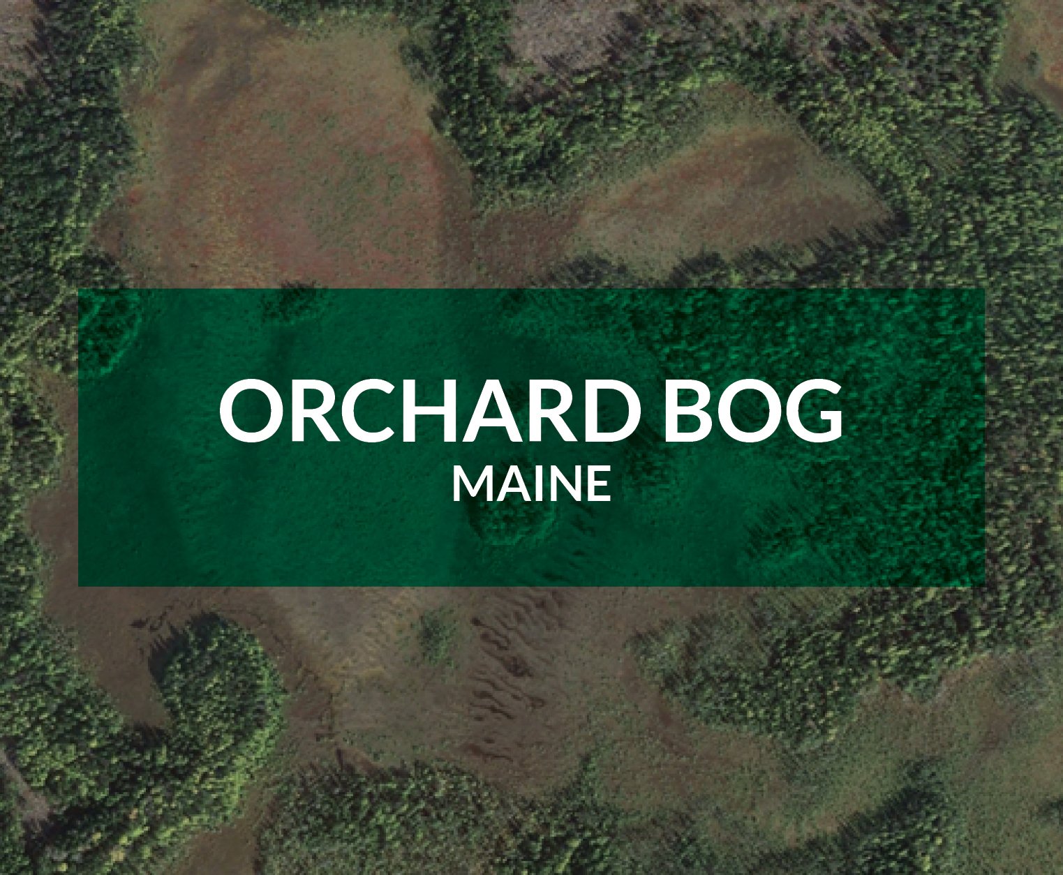 orchard bog