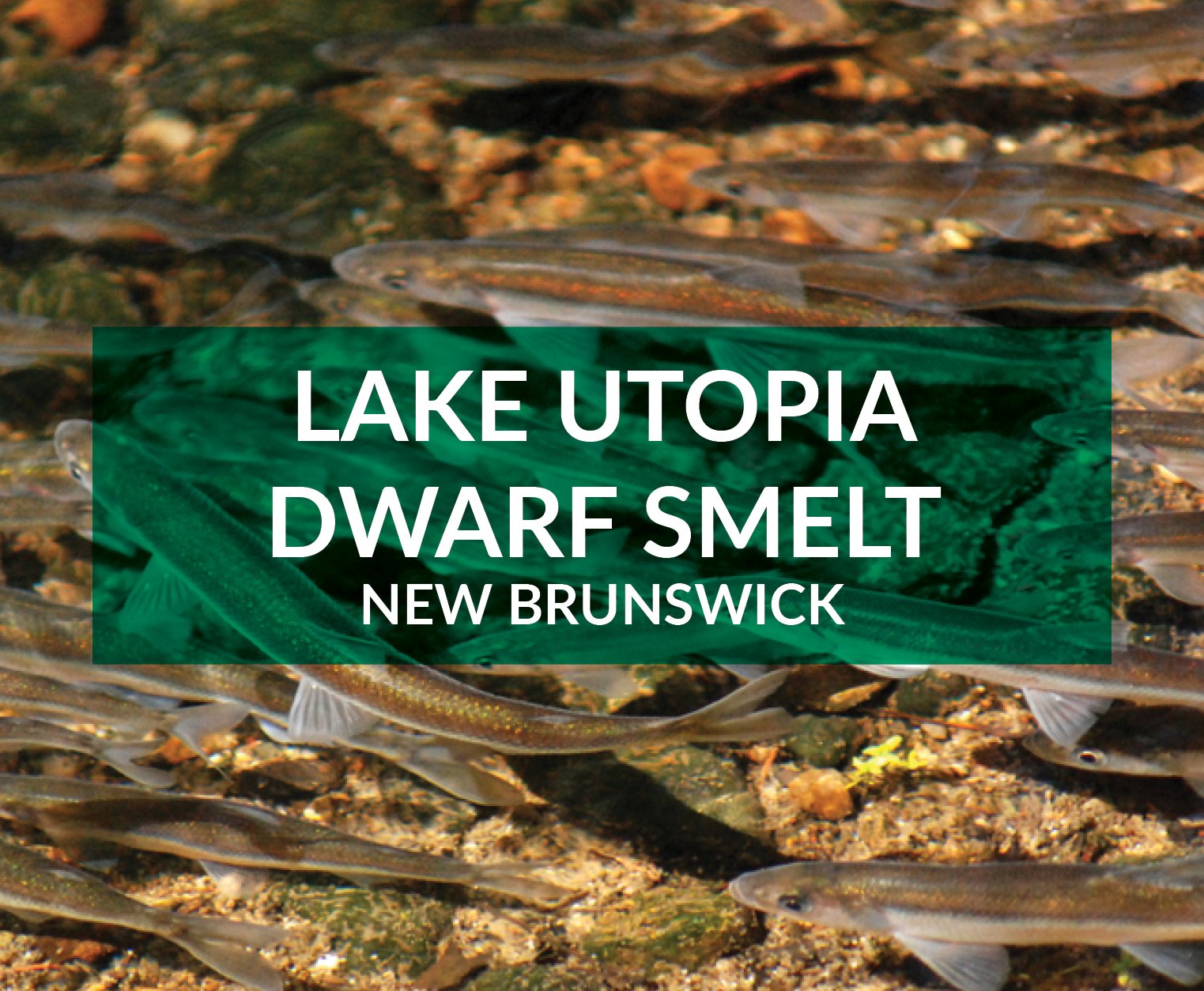 lake utopia dwarf smelt