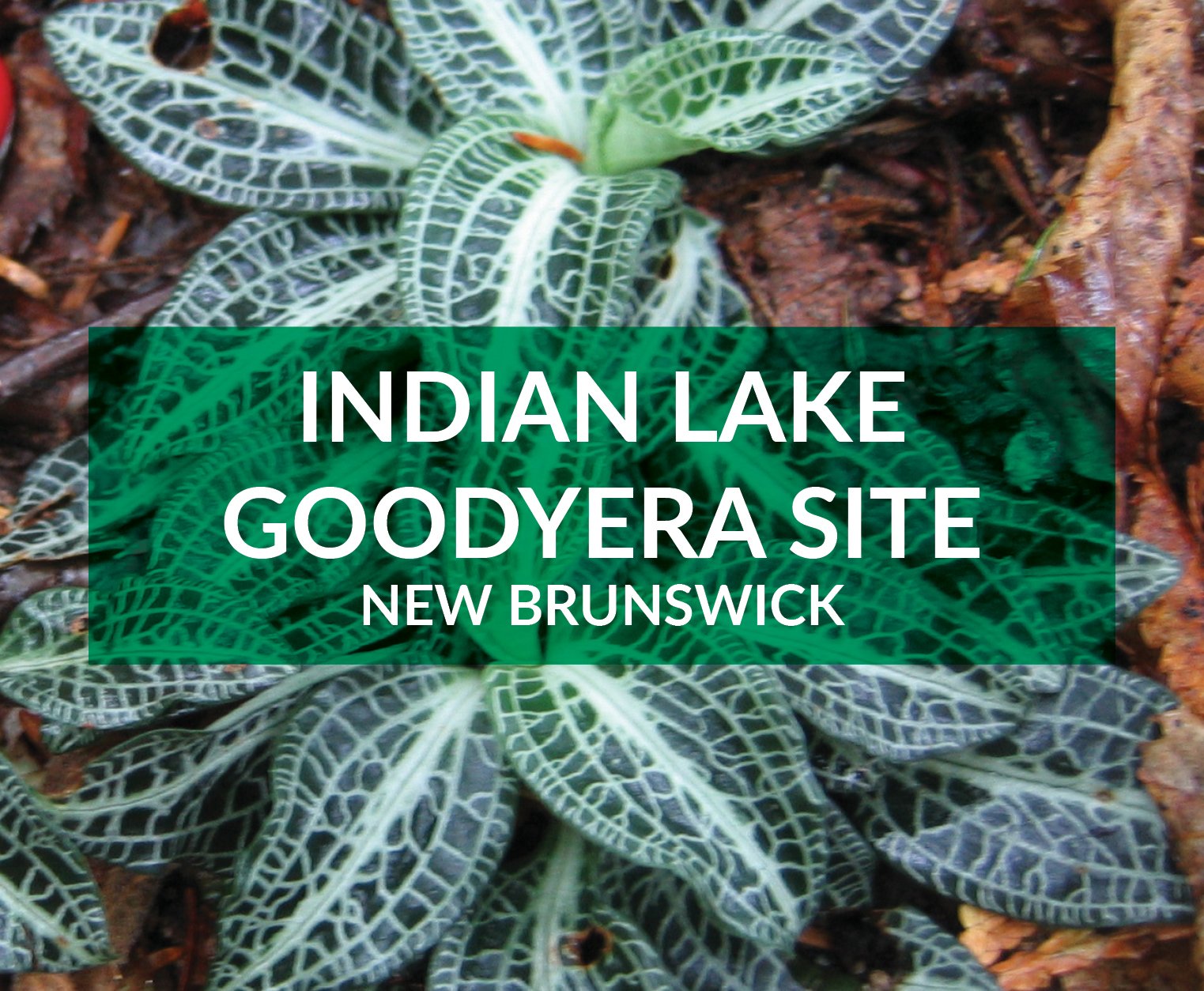 indian goodyera