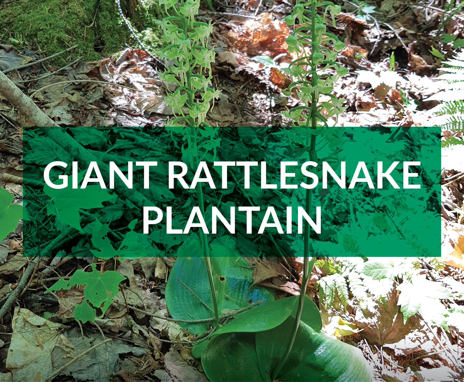 giant rattlesnake plantain