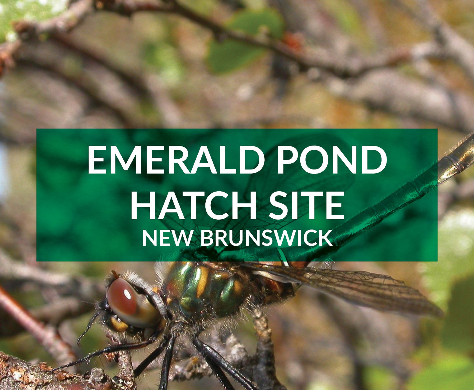 emerald pond hatch site