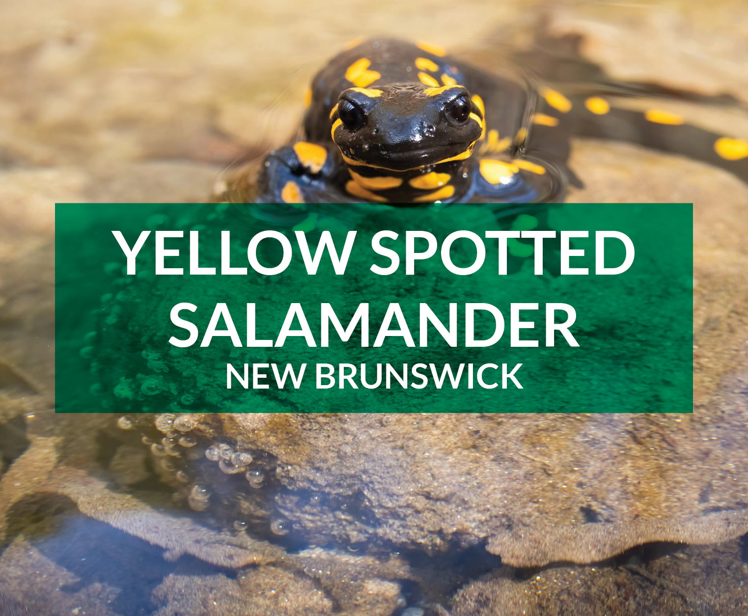 yellow-spotted salamander