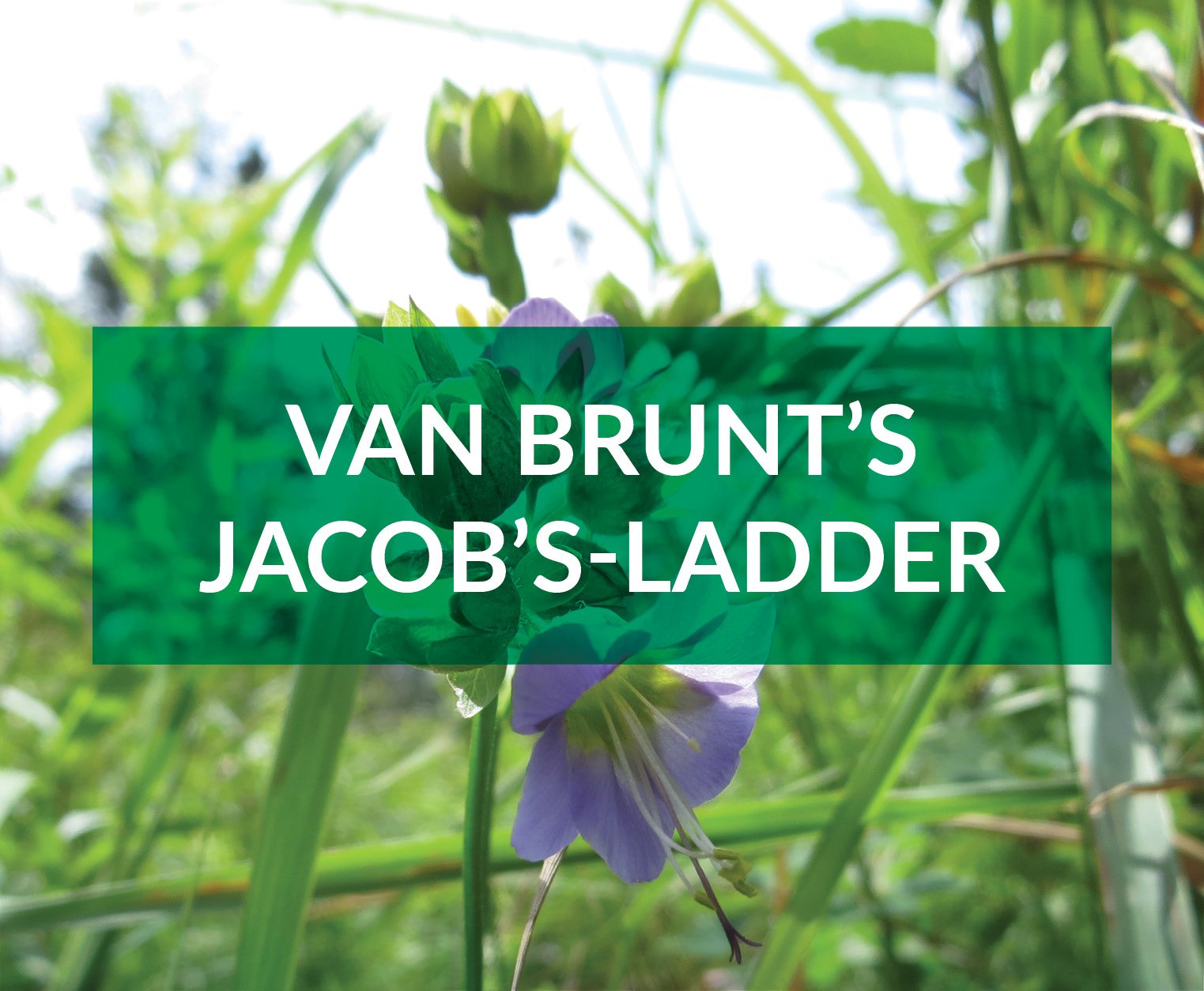 Van Brunt's Jacobs-ladder