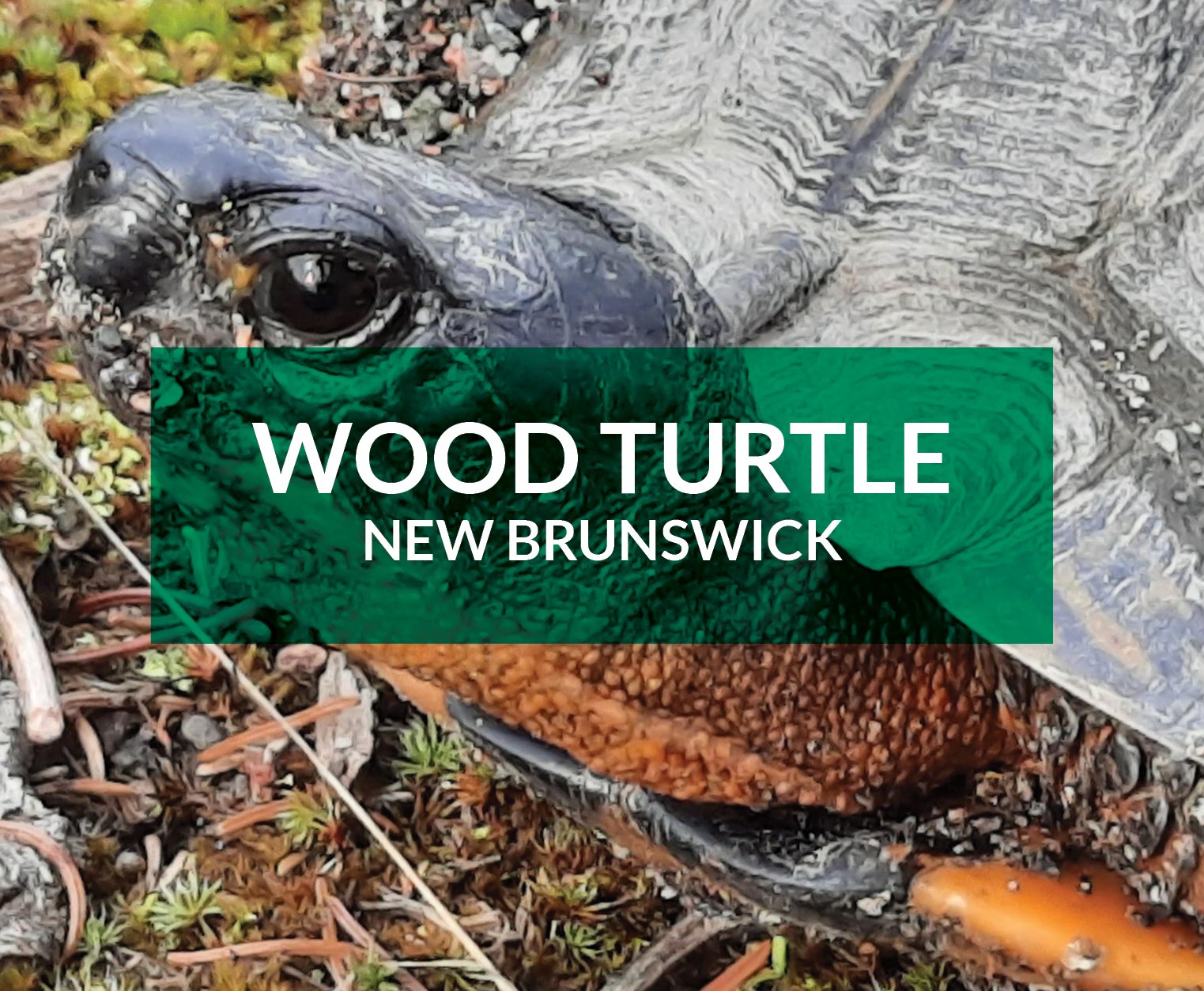 wood turtle